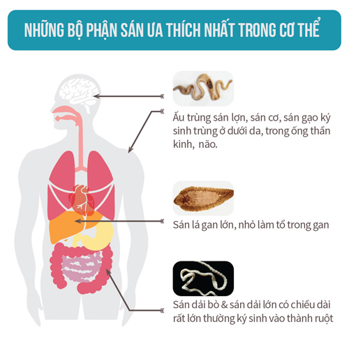 Giật mình với những loại rau, thịt ăn hàng ngày khiến sán làm tổ trong cơ thể - Ảnh 2.