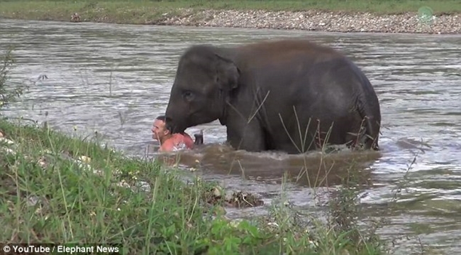 Tưởng huấn luyện viên bị chết đuối, chú voi con vội vàng lao xuống sông cứu người - Ảnh 4.