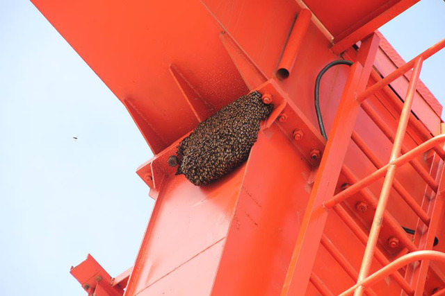 Kỳ lạ 11 đàn ong xây tổ trên cẩu trục thủy điện - Ảnh 2.