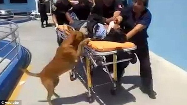 Hai chú chó trung thành nhất quyết nhảy lên xe cứu thương để chăm sóc cho chủ - Ảnh 3.