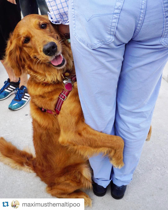 Ngôi sao của New York: Cô chó chỉ thích ôm chân người khác - Ảnh 23.