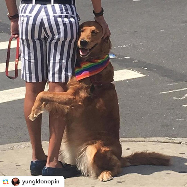 Ngôi sao của New York: Cô chó chỉ thích ôm chân người khác - Ảnh 25.