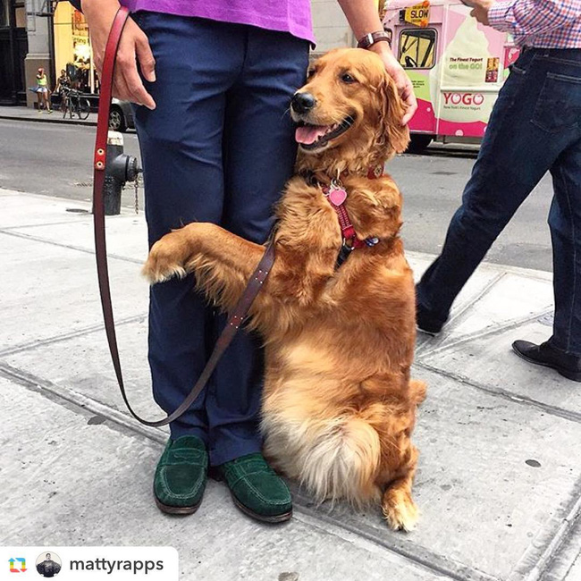Ngôi sao của New York: Cô chó chỉ thích ôm chân người khác - Ảnh 27.