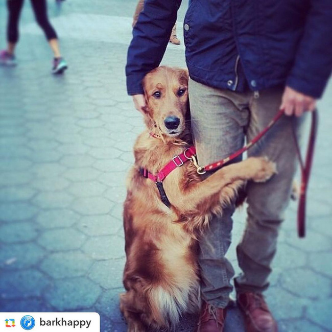 Ngôi sao của New York: Cô chó chỉ thích ôm chân người khác - Ảnh 28.
