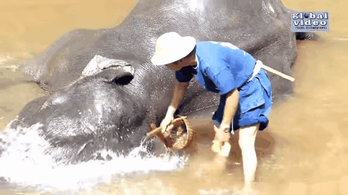 Ngã ngửa trước công nghệ làm thiệp từ phân voi ở Thái Lan - Ảnh 3.