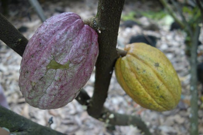 Chocolate Việt nổi tiếng thế giới được người Pháp sản xuất như thế nào? - Ảnh 3.