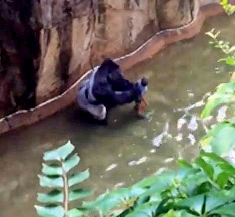 Các nhân chứng cho biết khỉ đột chỉ đang cố bảo vệ em bé mà thôi - Ảnh 3.
