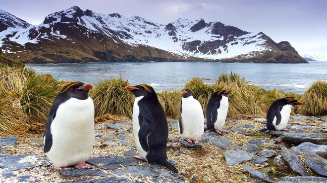 Sự thật gây sốc đằng sau những chú chim cánh cụt trông đáng yêu và tình cảm - Ảnh 2.