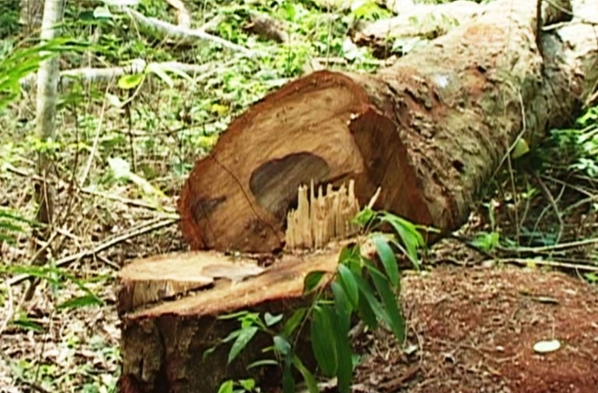 Lâm tặc trói cán bộ, đốn hạ cây gỗ trắc 60 năm tuổi - Ảnh 2.
