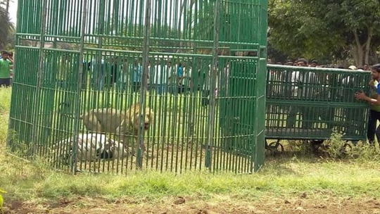 Ấn Độ: Bắt 18 con sư tử để điều tra vụ giết chết 3 người - Ảnh 3.