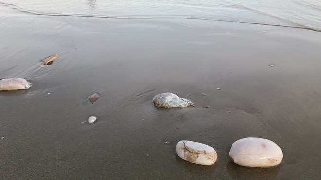 Vật thể lạ chưa từng thấy, bốc mùi ở bãi biển Trà Cổ - Ảnh 2.