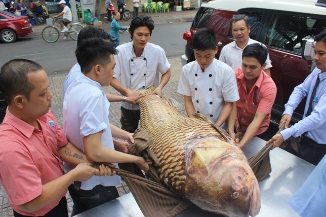 Sang tận Campuchia mua cá hô khủng quý hiếm về Sài Gòn - Ảnh 2.