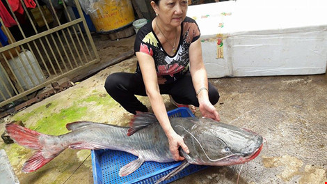 Cá lăng khủng to bằng người lớn trên sông Sêrêpốk dính câu - Ảnh 1.