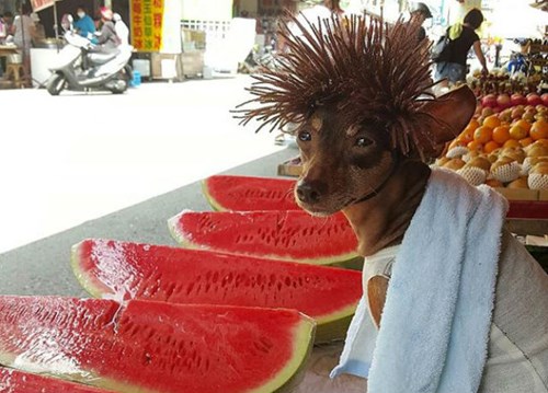 Chú chó ăn mặc sành điệu, bán hoa quả gây sốt cộng đồng mạng - Ảnh 3.