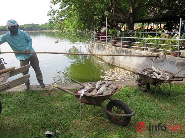 Đà Nẵng: 5 ngày nữa mới biết nguyên nhân cá chết trắng hồ Công viên 29/3! - Ảnh 2.