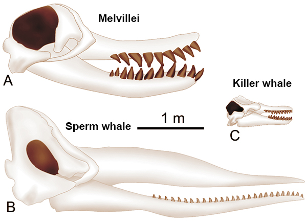 Quái vật cổ đại có khả năng giết cả siêu cá mập Megalodon - Ảnh 3.