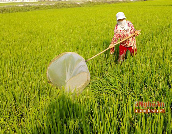 Săn tôm bay mỗi ngày thu bạc triệu - Ảnh 3.