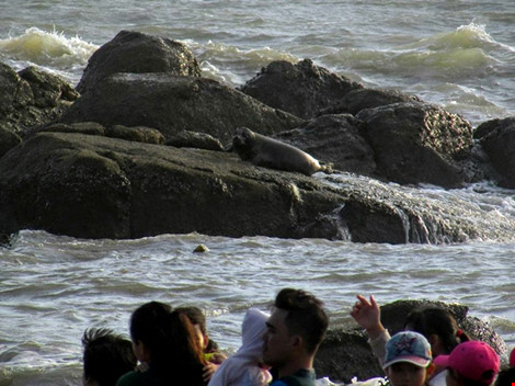 Hải cẩu xám bất ngờ xuất hiện ở biển Bình Thuận - Ảnh 1.