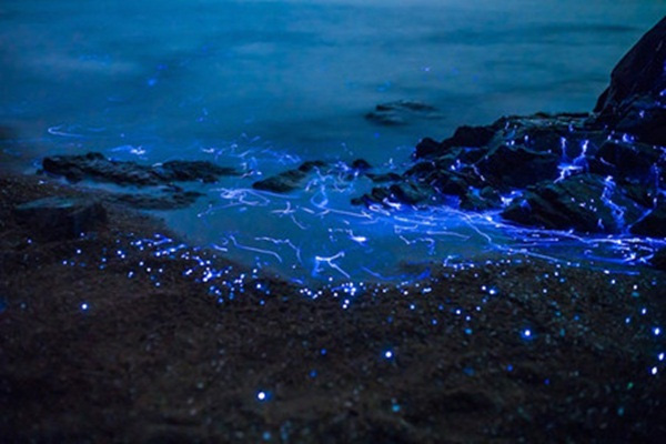 Kỳ lạ hàng ngàn con tôm phát sáng như kim cương trên bờ biển - Ảnh 3.