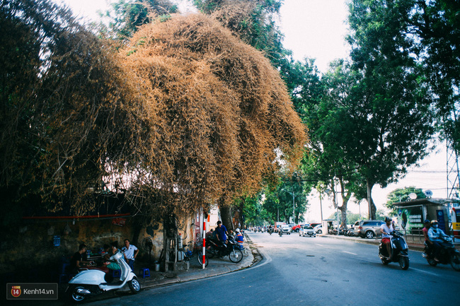 Ngả vàng cả một góc phố, đây là giàn hoa giấy ăn ảnh nhất Hà Nội những ngày này! - Ảnh 3.