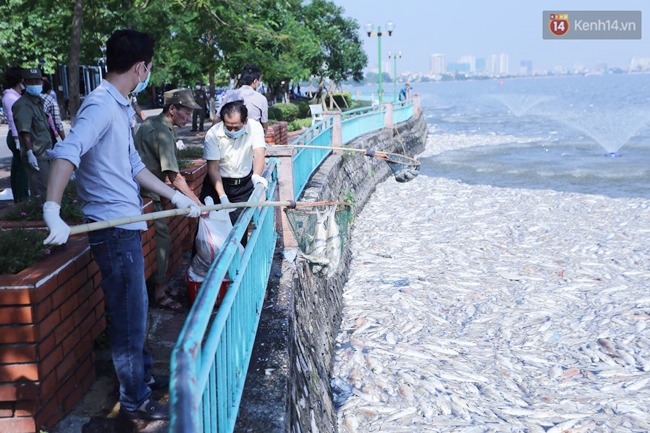 Những chỉ số này sẽ cho bạn thấy mức độ nghiêm trọng của việc cá chết tại hồ Tây - Ảnh 3.