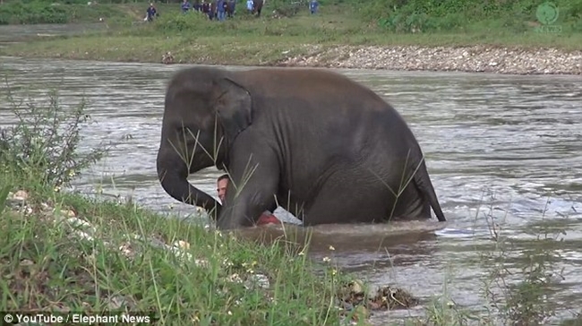 Tưởng huấn luyện viên bị chết đuối, chú voi con vội vàng lao xuống sông cứu người - Ảnh 5.