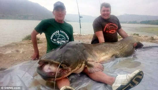 Ông lão 70 tuổi câu cá trê 90 kg - Ảnh 2.