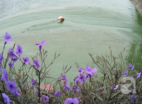 Hà Nội: Tảo chết xanh hồ Văn Quán, người dân nín thở vì mùi hôi - Ảnh 4.
