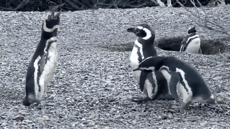 Trận chiến đẫm máu này sẽ giúp bạn nhận ra chim cánh cụt không hiền lành dễ thương như ta tưởng đâu - Ảnh 4.