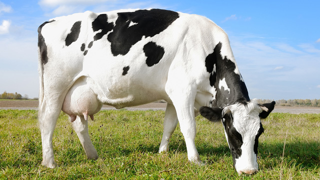 Toàn bộ ngành công nghiệp sữa thiệt hại 420 triệu USD bởi... một con bò đực - Ảnh 4.