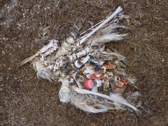 Hình ảnh phơi bày sự thật kinh hoàng sau cái chết của chim biển - Ảnh 4.
