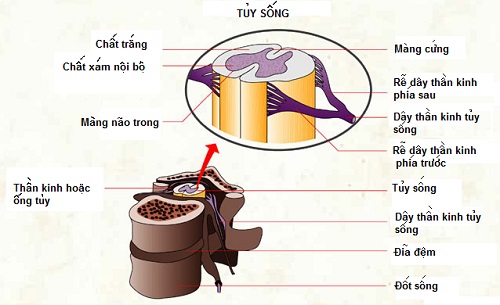 Căn bệnh nguy hiểm khiến cô gái trẻ bị liệt tứ chi sau 1 giờ ngủ dậy chỉ với biểu hiện đau cổ bình thường - Ảnh 4.