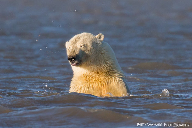 Nữ nhiếp ảnh gia lặn lội lên Bắc cực chụp ảnh gấu trắng và tuyết nhưng buồn thay, chẳng có tuyết, chỉ còn lại những hình ảnh này - Ảnh 4.