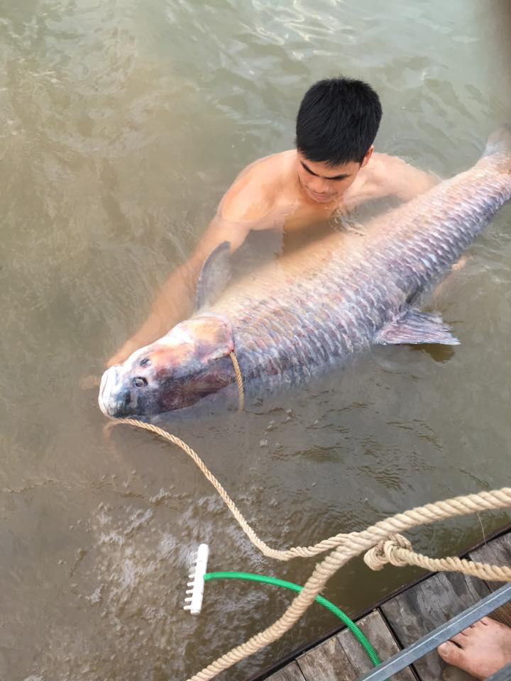 Bắt được siêu cá trắm nặng 61kg tại Thái Nguyên - Ảnh 5.