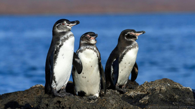 Sự thật gây sốc đằng sau những chú chim cánh cụt trông đáng yêu và tình cảm - Ảnh 3.