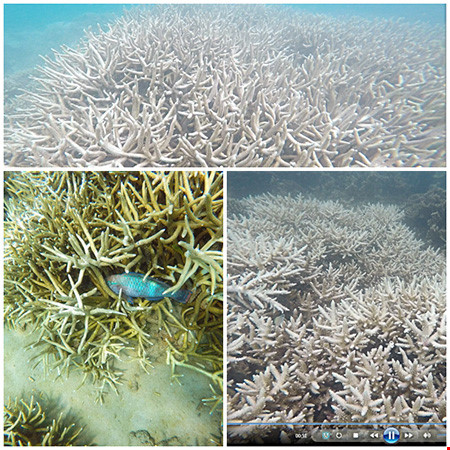 Báo động tình trạng san hô tại Côn Đảo bị tẩy trắng và chết - Ảnh 2.