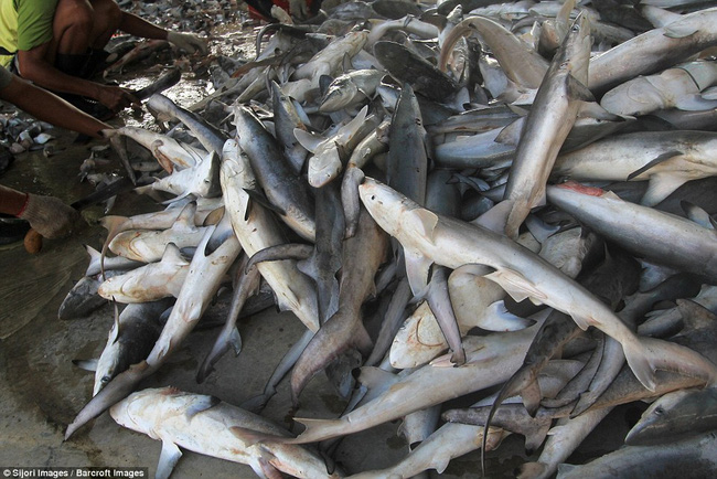 Rùng mình cảnh hàng nghìn con cá mập bị xẻo vây, phơi xác giữa chợ Indonesia - Ảnh 4.