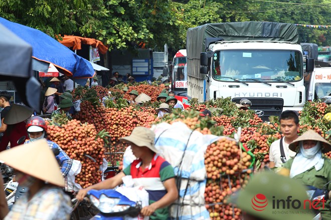 Rực rỡ biển vải Bắc Giang đang kỳ chín rộ - Ảnh 3.