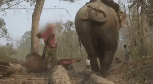 Câu chuyện đau lòng đằng sau những con voi hiền hòa tại Thái Lan - Ảnh 4.