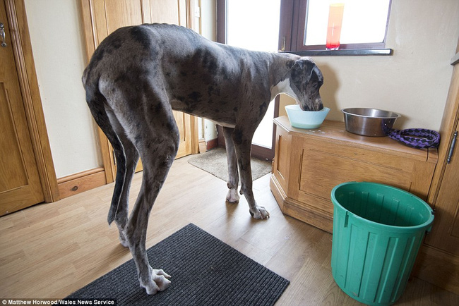 Chân dài tới nách là có thật, em chó cao 2m13 chính là ví dụ điển hình - Ảnh 4.