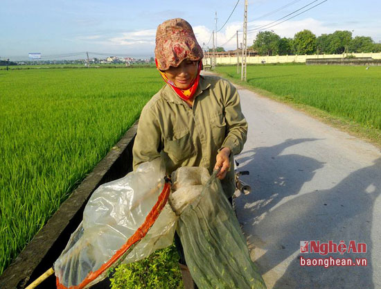 Săn tôm bay mỗi ngày thu bạc triệu - Ảnh 4.