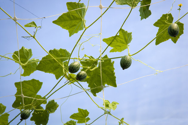 Cucamelon - loại dưa hấu tí hon có thể trồng được ngay tại nhà của bạn - Ảnh 3.