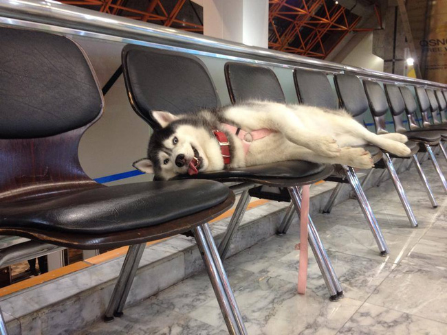 Chú chó quốc dân của Thái Lan gây sốt vì... đi đâu cũng mang theo gối, nằm đâu cũng ngủ được! - Ảnh 4.