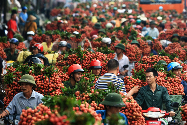 Cứ thoải mái ăn 6 loại quả này mà không sợ hàng Trung Quốc vì chỉ xuất khẩu chứ không nhập - Ảnh 4.