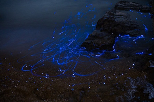 Kỳ lạ hàng ngàn con tôm phát sáng như kim cương trên bờ biển - Ảnh 4.