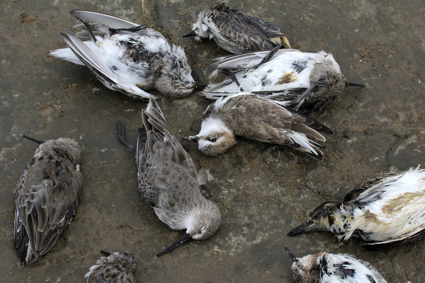 Ngôi làng bí ẩn nơi có hàng ngàn con chim bay đến tự sát mỗi năm - Ảnh 4.