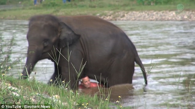 Tưởng huấn luyện viên bị chết đuối, chú voi con vội vàng lao xuống sông cứu người - Ảnh 6.