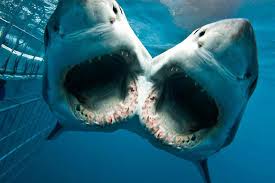 Một con cá mập 2 đầu đang được các nhà khoa học nuôi dưỡng, ác mộng trong phim ảnh sắp trở thành sự thực - Ảnh 5.
