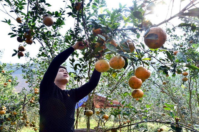 Trồng cam sành Hàm Yên, nhiều gia đình thành tỷ phú - Ảnh 5.