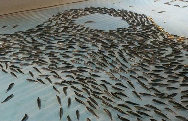 Công viên Nhật Bản gây phẫn nộ vì sử dụng 5.000 con cá sống với lý do không tưởng tượng nổi - Ảnh 5.